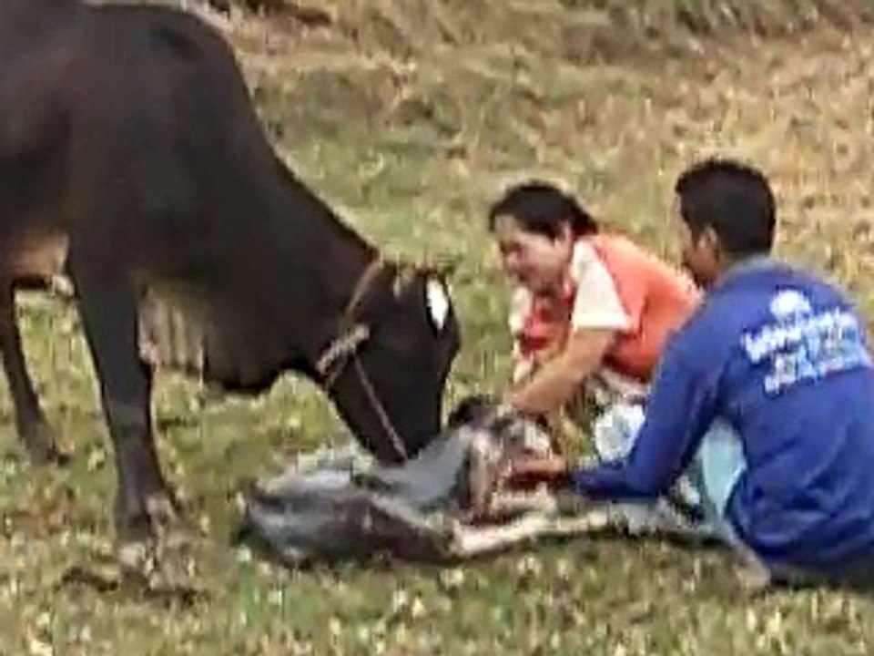 thai cow give birth