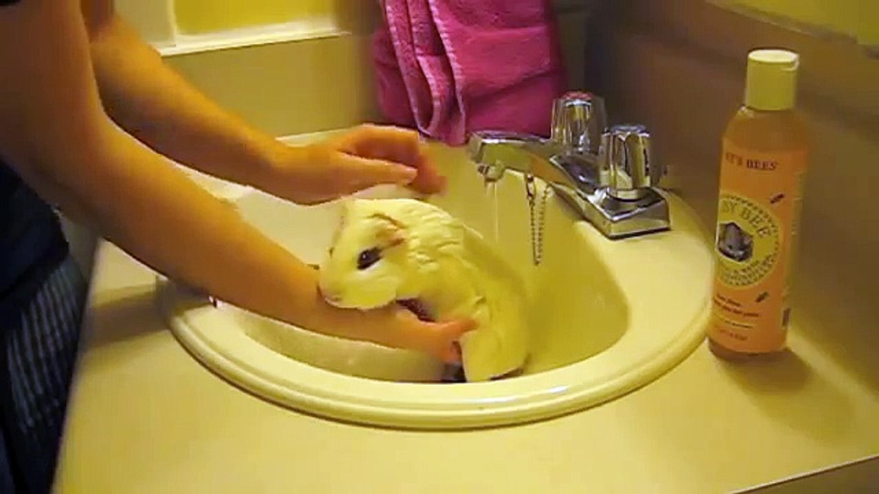 How to properly give a guinea pig a bath feat. Pash
