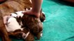 how to feed english bulldogs puppies
