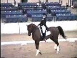 Harry Callahan American Saddlebred Dressage horse