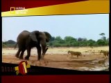 معركة قوية بين فيل وسبعة أسود ( Elephant & 7 Lions )
