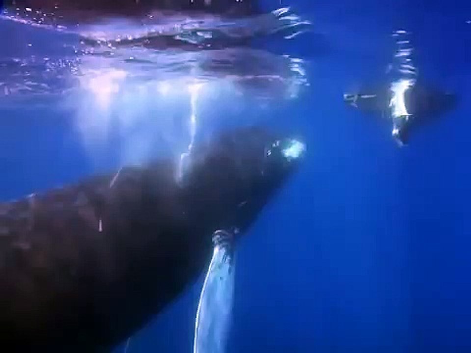 humpback whales filmed up close and underwater in Bermuda