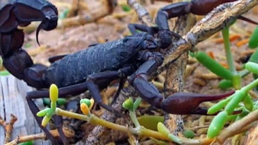 camel spider, scorpion and king cobra - desert beauties ...