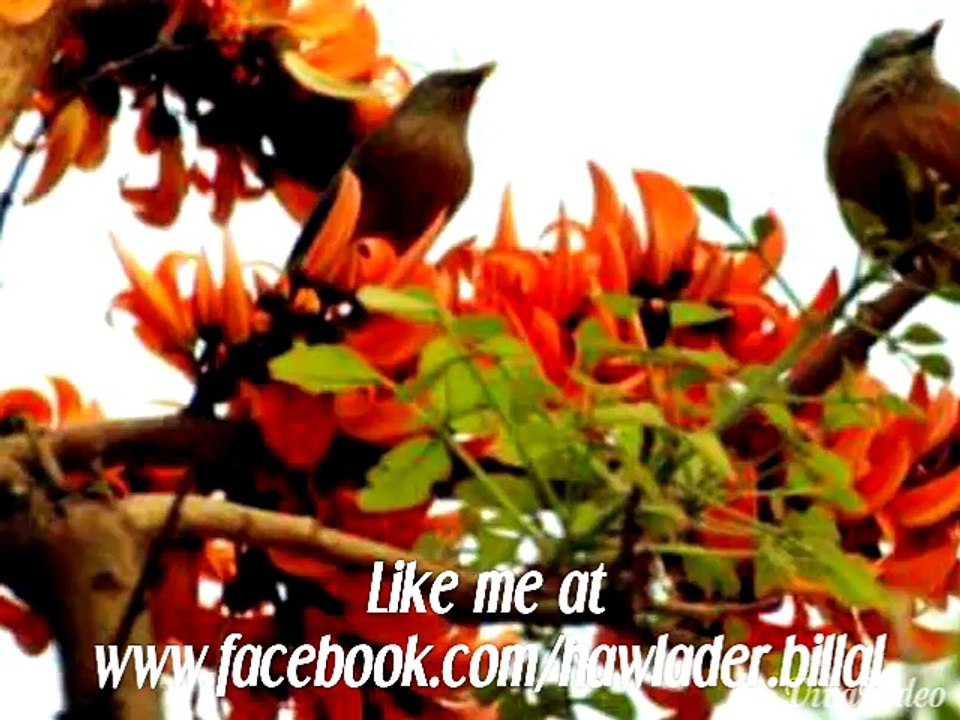 Love song
