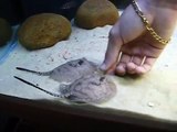 My Stingrays hand feeding !!! Marssel's Aquarium