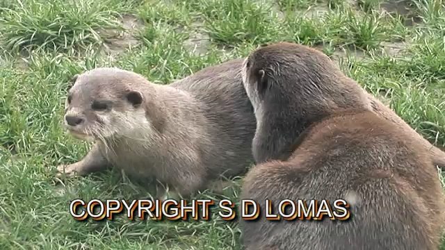 X RATED OTTERS 8000.