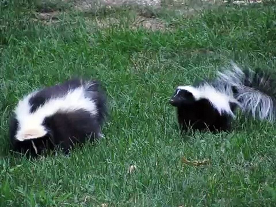 Baby Skunk Temper Tantrum