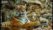 Cute baby tiger cubs and population tracking - Battle to save the tiger - BBC wildlife & animals