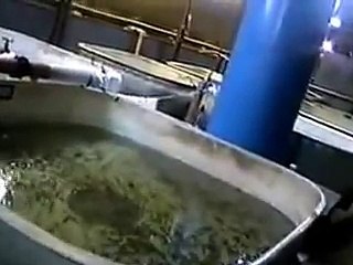 Осетровые рыбы. Технология разведения осетровых пород рыб.