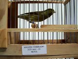 Spanish Timbrado 90 pts-Canary Row Aviary, Port Charlotte FL