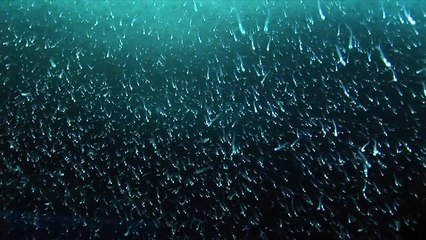 Module 42 - at the ceiling  (Henry Kaiser & Nik Bärtsch's RONIN)