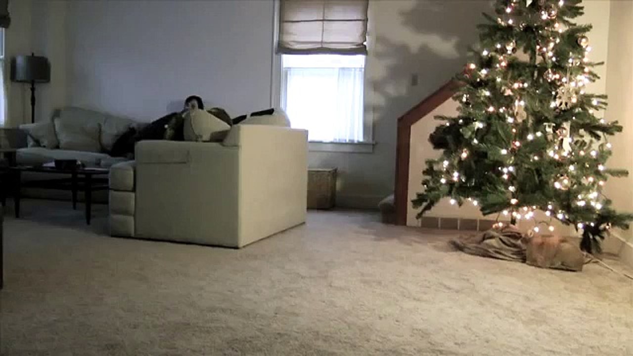 cat_attacking_christmastree