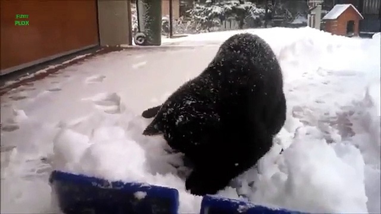 cats_playing_insnow
