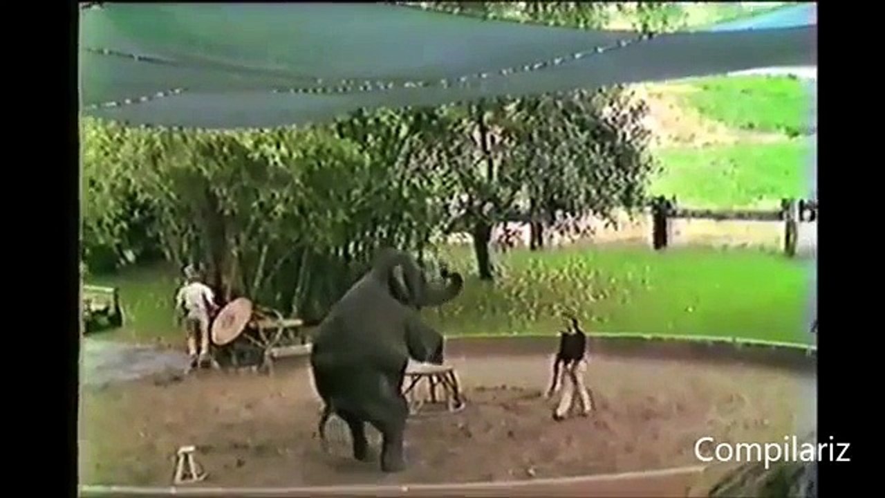 animals_like_humans