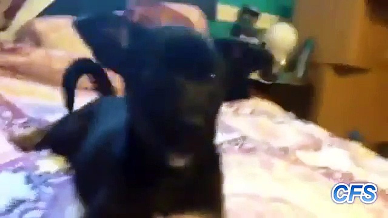 dogs_arguing_withowners