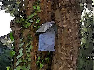 The House Wrens