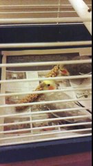 Cockatiels Eating Millet