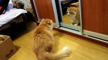 Angry Cat Fight with Himself in a Mirror