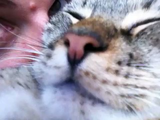 Purring Cat