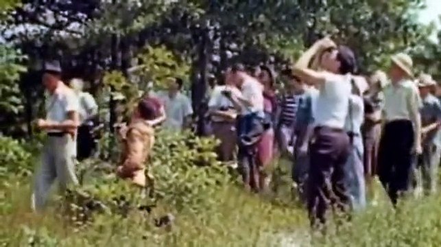 All Watched Over by Machines - The Use and Abuse of Vegetational Concepts