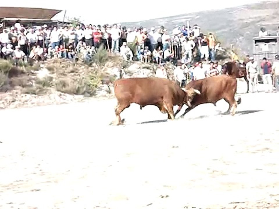 Luta dos bois