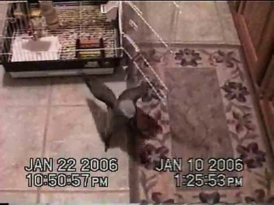 African grey barking like a dog and playing with my dog