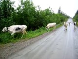 Swedish arctic cows, Fjällkor