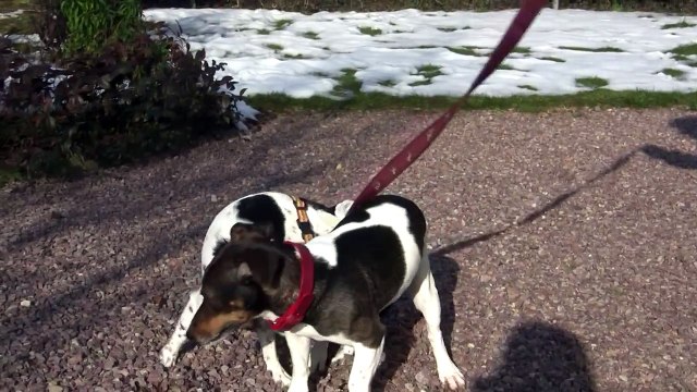 saillie clovers le 13022010.MTS