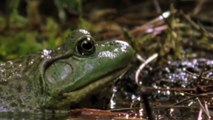 FROG SWALLOWS POISONOUS NEWT & DIES, THEN NEWT COMES OUT OF FROGS MOUTH