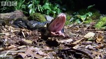 Attenborough: Fully Grown Python eating a Deer - Life in Cold Blood - BBC wildlife