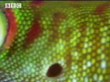 Brief history of the gecko - Space Age Reptiles - BBC animals