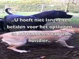 hondenpension den haag, honden hotel amsterdam, dierenpension rotterdam, dierenhotel utrecht, hondenuitlaat service, honden training, honden cursus, honden psycholoog, dierenarts, honden parken, vip dog park, honden pension