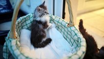 Funny Maine Coon Baby Cats