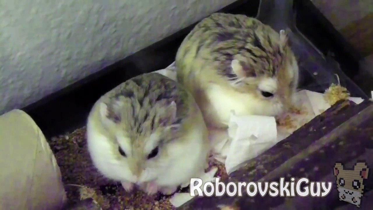 Dinner Time - Robo Hamsters