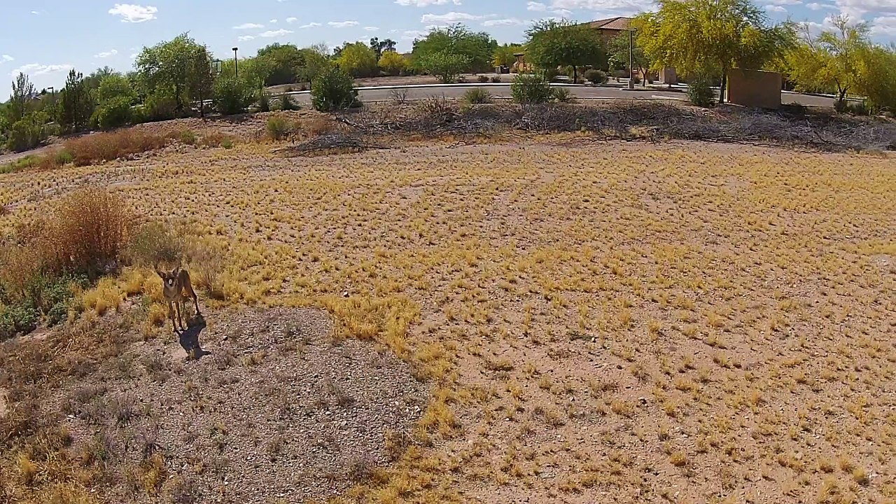 Coyote Watching
