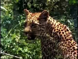 Cougar vs Leopard