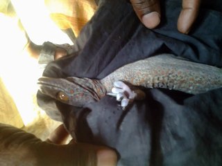 Science & Nature - Wildfacts,Tokay Geckos he Million-rupee Reptile