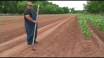 Planting Okra - May 2010 - Growing a Vegetable Garden