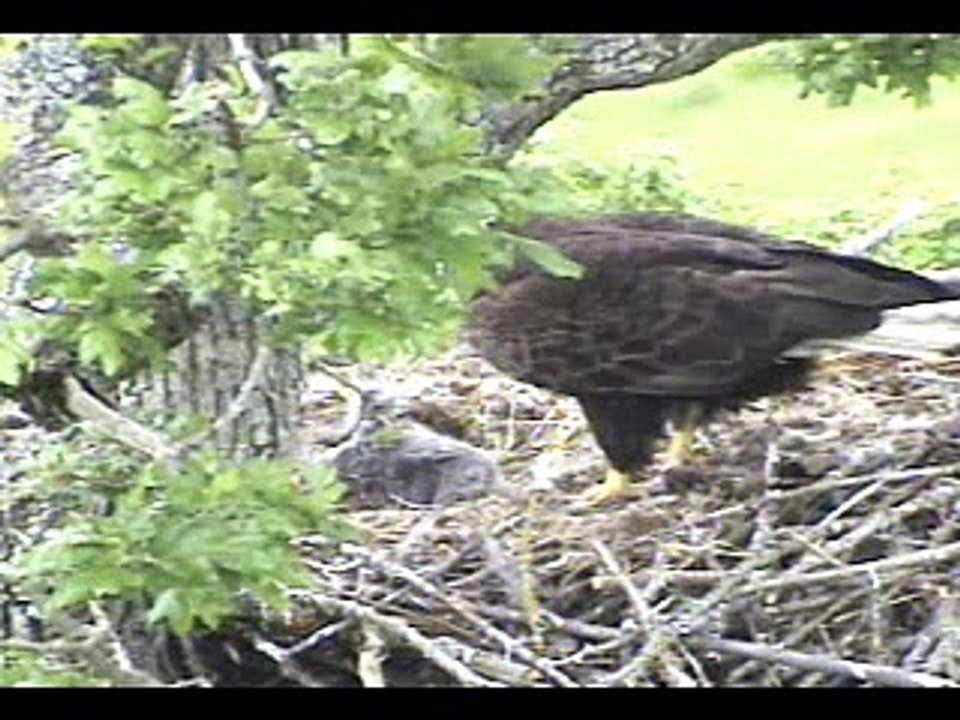 Porcupine eaglet