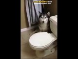 Banyo Yapmamak İçin Çocuk Çocuk Tripler Atan Köpek