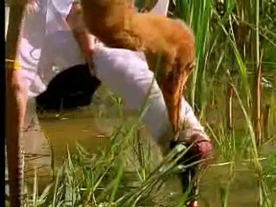 Amazing nature - feeding and raising wild baby crane birds - David Attenborough  - BBC wildlife