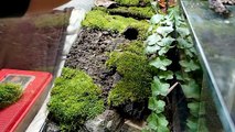 Terrarium Setup: Salamanders & other amphibians || Terrarienaufbau: Feuersalamander