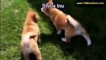 Shiba Inu, Puppies For Sale, In Macon, Georgia, GA, 19Breeders, Athens,Augusta, Columbus