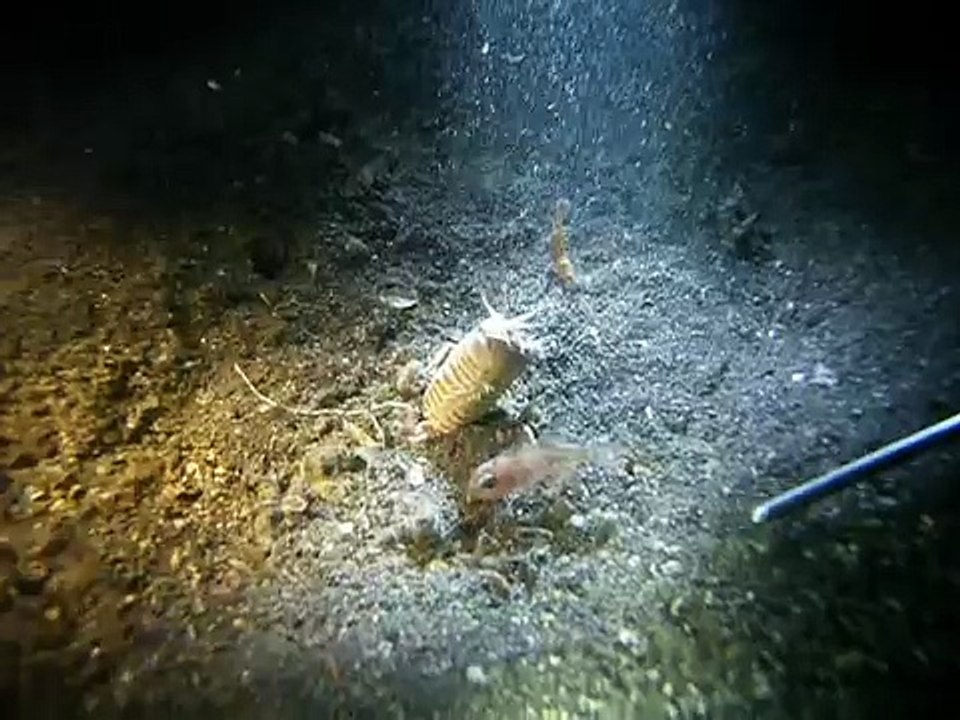 feeding a bobbit worm