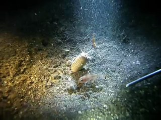 feeding a bobbit worm