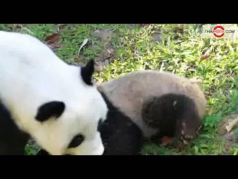 Lin Ping, Thailand's Baby Panda Plays With Mother Lin Hui at Chaingmai Zoo.