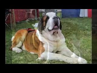 اشرس 10 كلاب في العالم