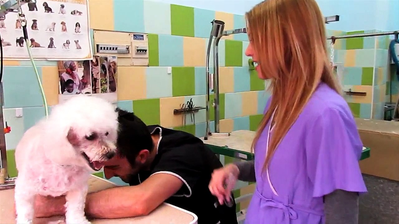 CURSOS PELUQUERIA CANINA, CURSOS ADIESTRADOR CANINO, CURSOS AUX VET  -  EN TERRASSA AMI-GOS INSTITUT