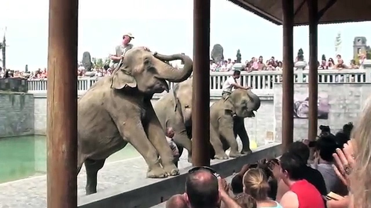 Parc Pairi Daiza - Le bain des éléphants