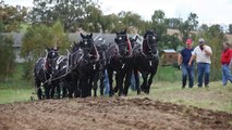 9 percherons pulling a 3 bottom John Deere plow pt 2